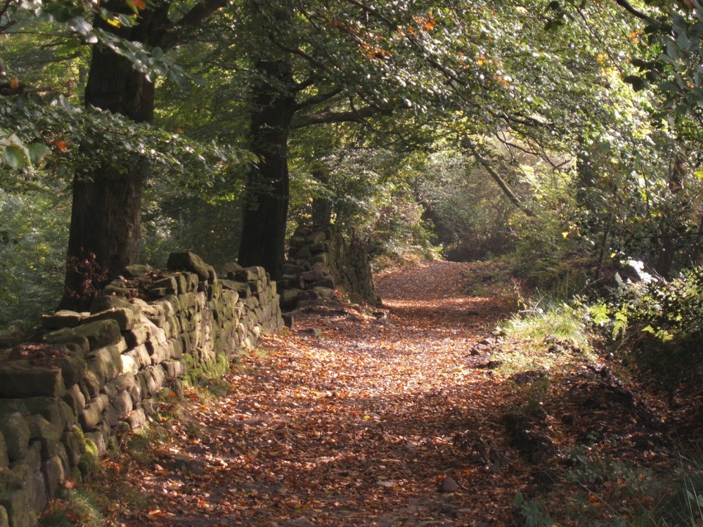 Photograph of Autumn in the Woods, Hurst Green, Lancashire
