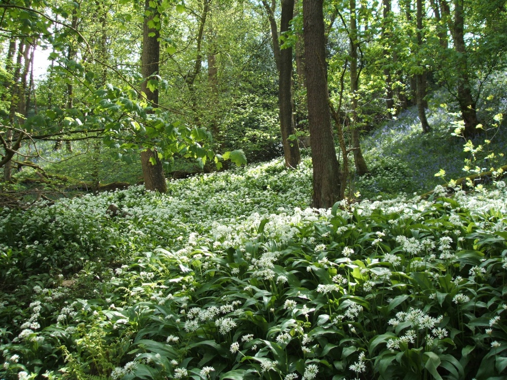 Wild Garlic
