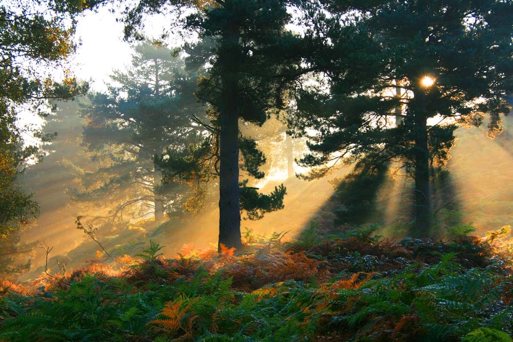 Photograph of Autumn Mists on Cannock Chase