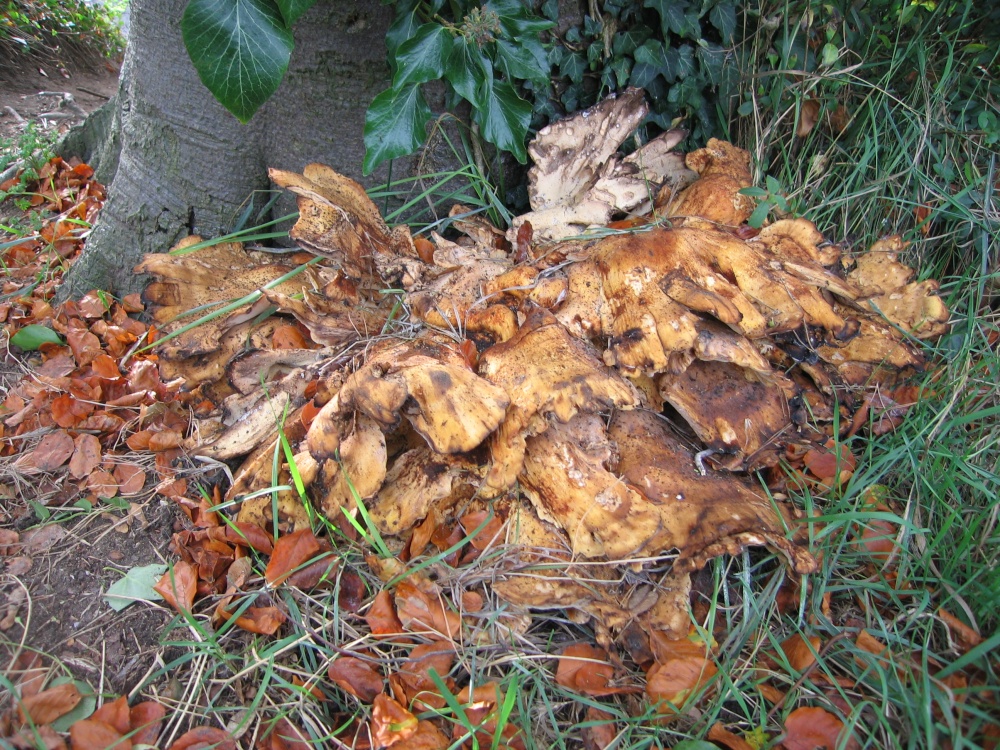 Fungi near Faringdon Folly