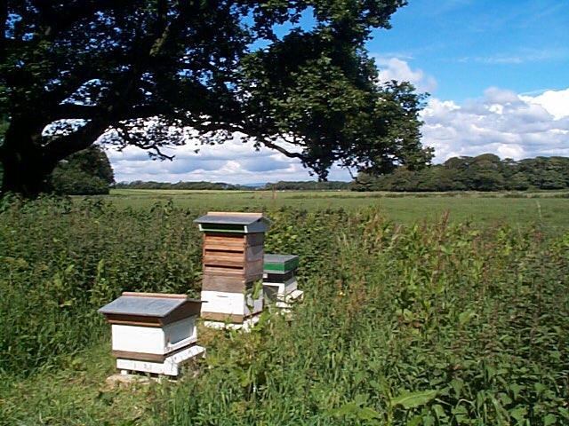 Bee Hives photo by Robert Wheatley