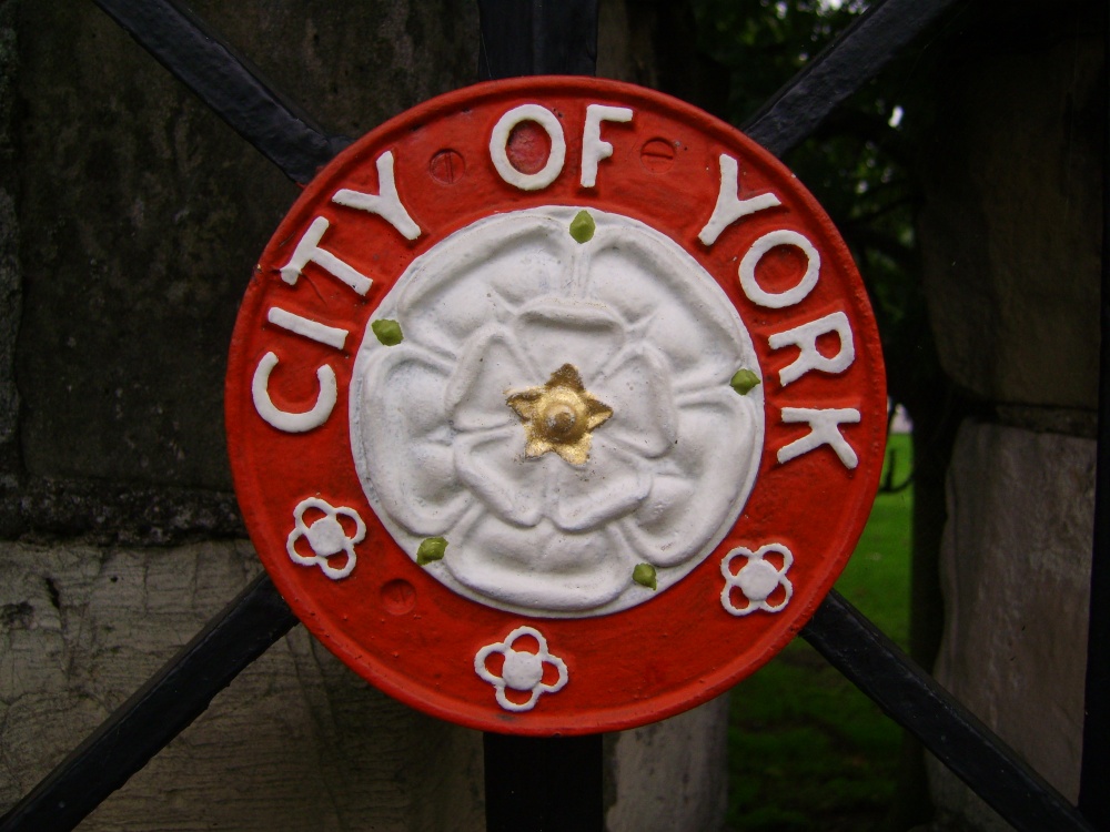 White rose of York