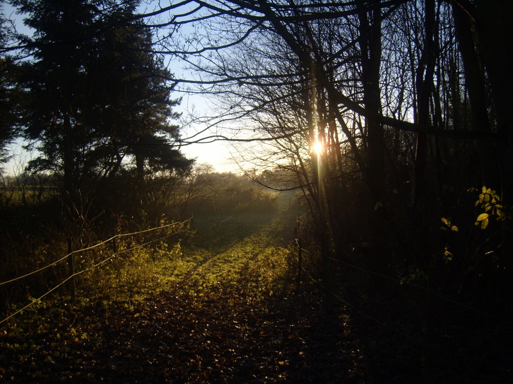 Sunset at Flixton woods