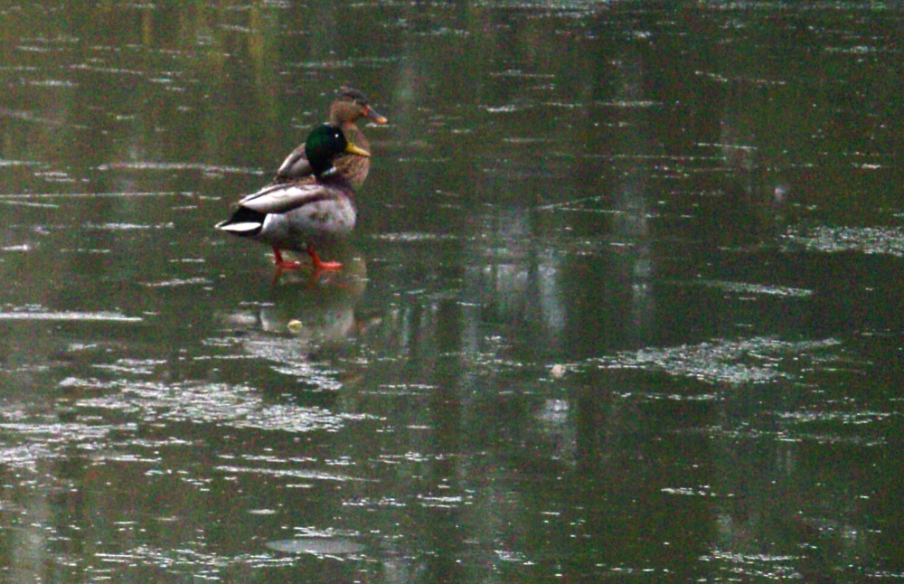 Ducks, Langold Country Park, Nottinghamshire