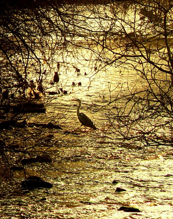 Heron, River Tame, Greenfield