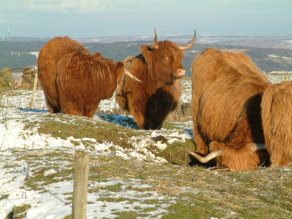 Photograph of Highland cattle on Elton Moor