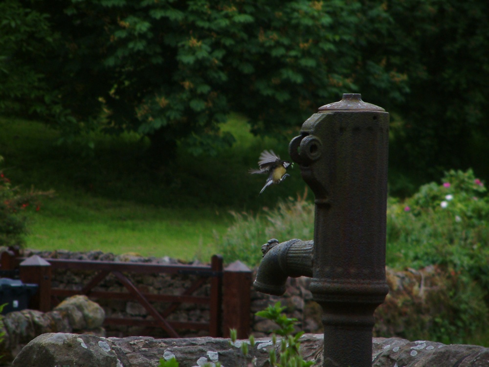 Photograph of Great tit with food for young