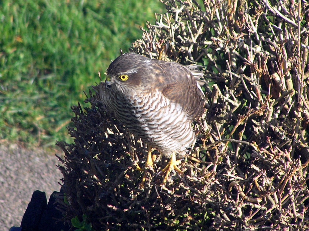 Photograph of Sparrow Hawk