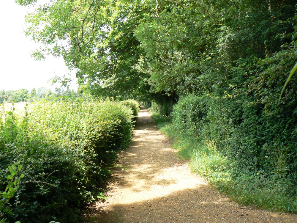 Photograph of The Sand Walk, Down House