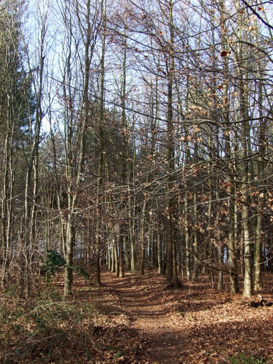 Spring Wood nr Staunton Harold