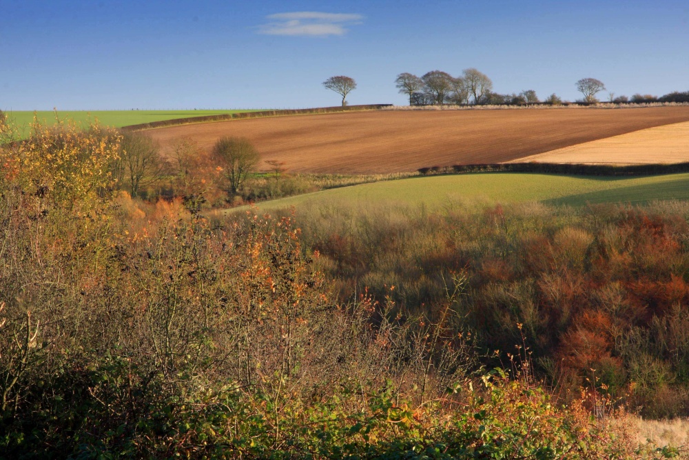 Autumn View Near South Cave, East Riding of Yorkshire