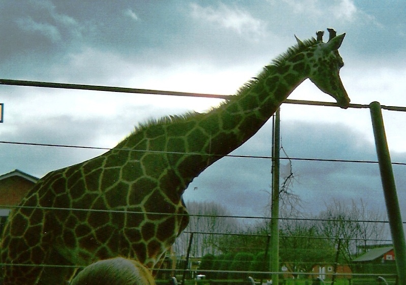 Giraffe at Twycross Zoo, Leicestershire