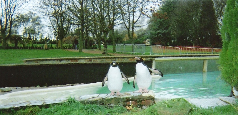 King Penguins, Twycross Zoo, Leicestershire photo by Barbara Whiteman