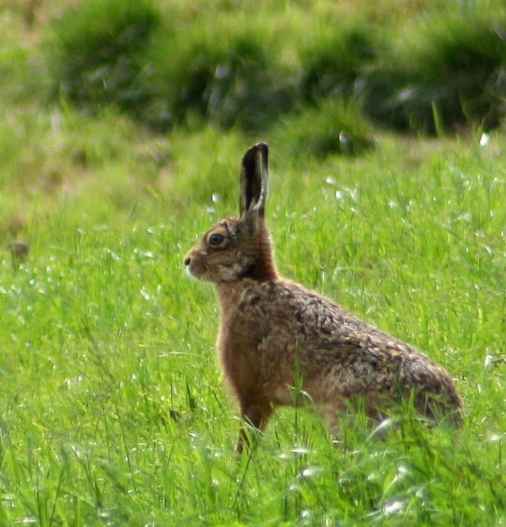 Hare sitting very still !!