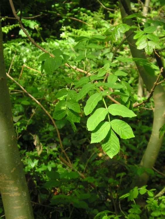 Woodland Beauty, Bicester, Oxfordshire