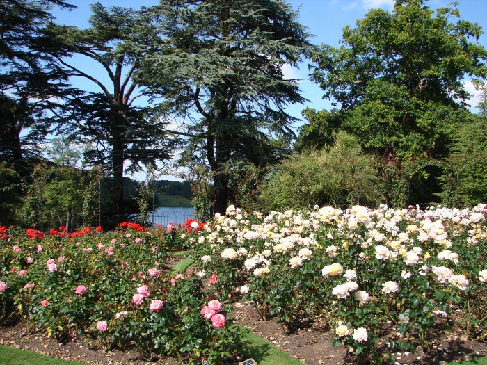 Rose Garden at Blenheim Palace, Woodstock, Oxfordshire