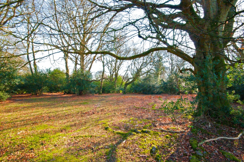 Bramshaw, The New Forest, Hampshire