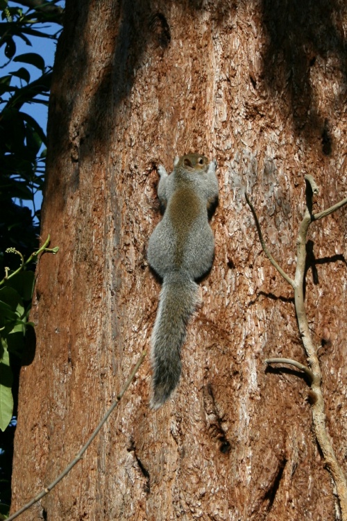 Grey Squirrel, Nidd Hall, Yorkshire.