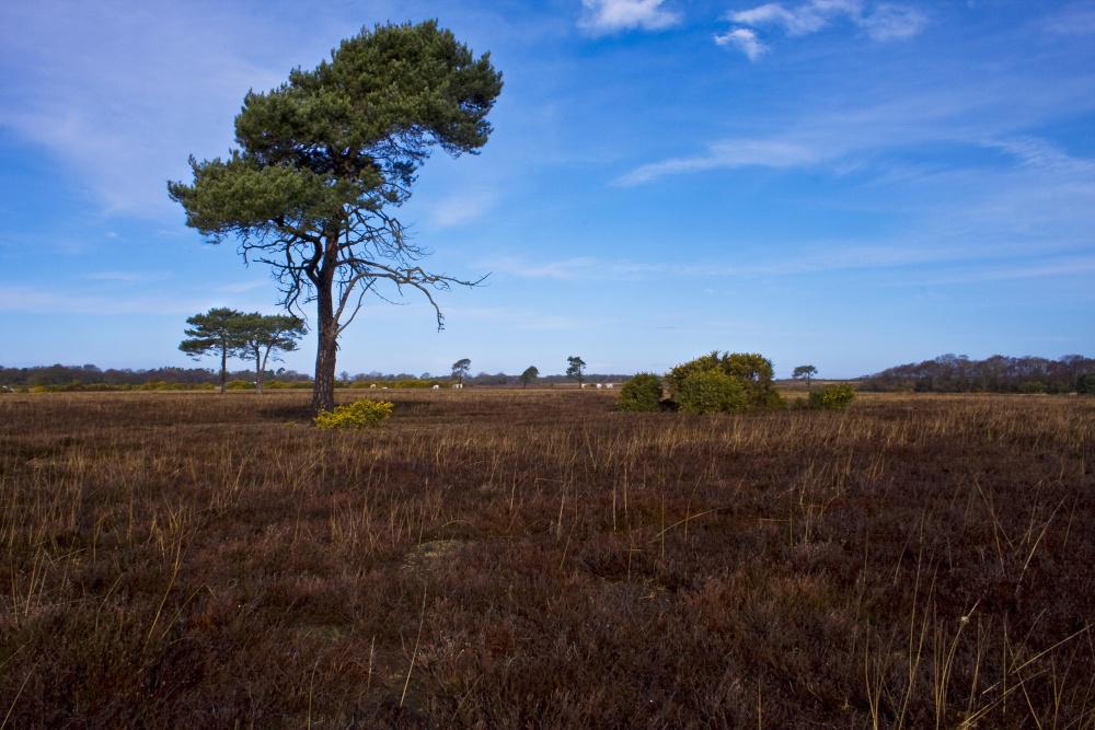 New Forest, Hampshire