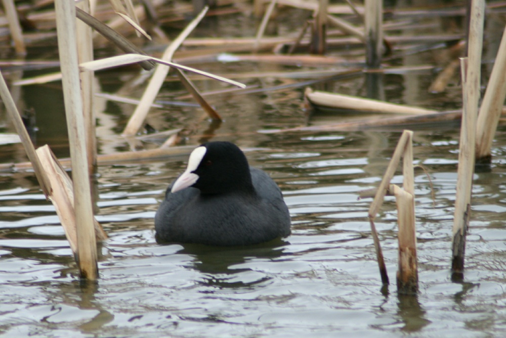 Coot. Herrington Country Park. Sunderland.