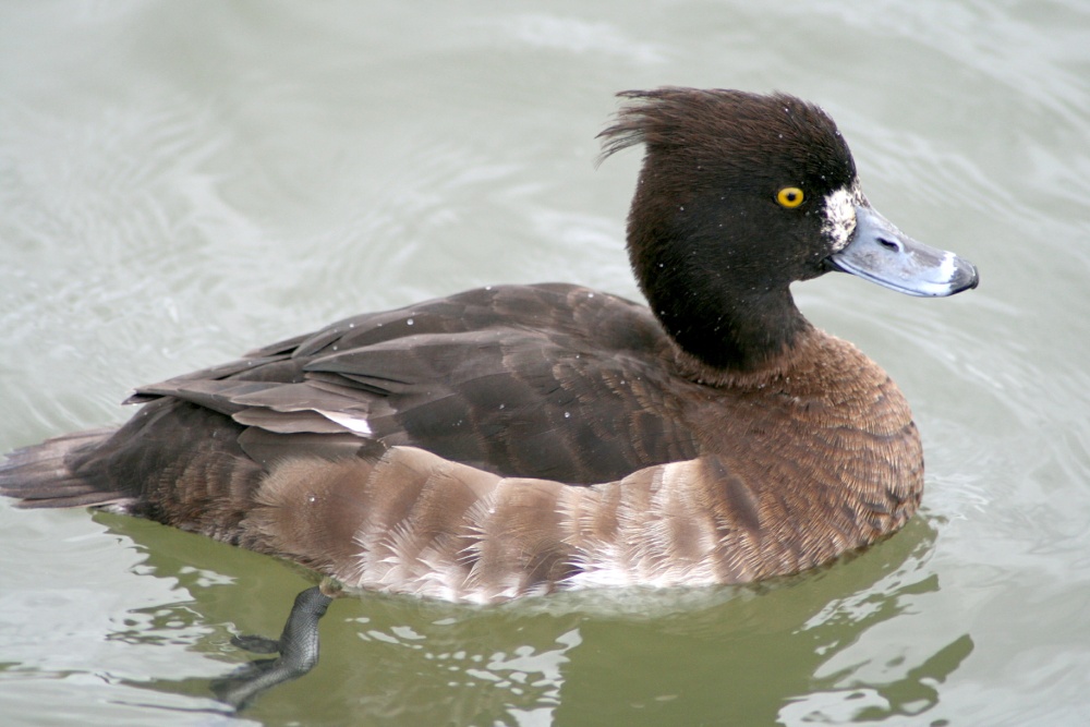 Tuffted Duck Female.  Herrington Country Park. Sunderland.