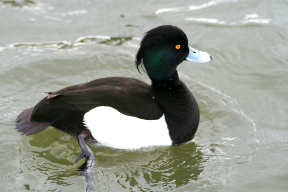 Tuffted Duck Male.  Herrington Country Park. Sunderland.