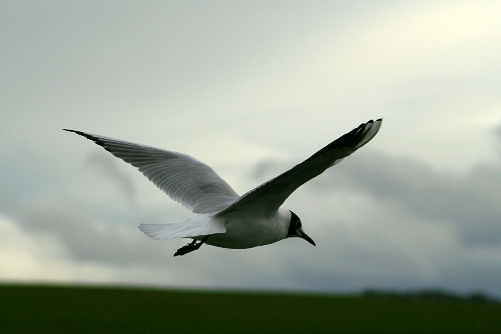 Black Headed Gull.  Herrington Country Park. Sunderland.