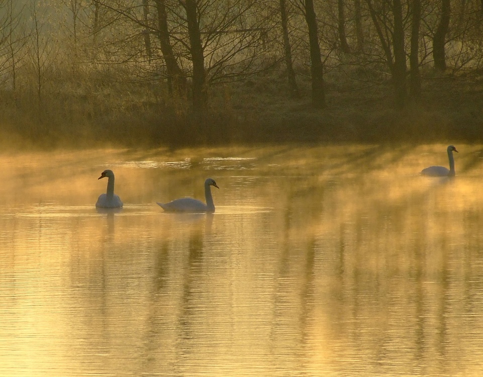 Photo of Mute swans in the mist, North Cave, East Riding of Yorkshire