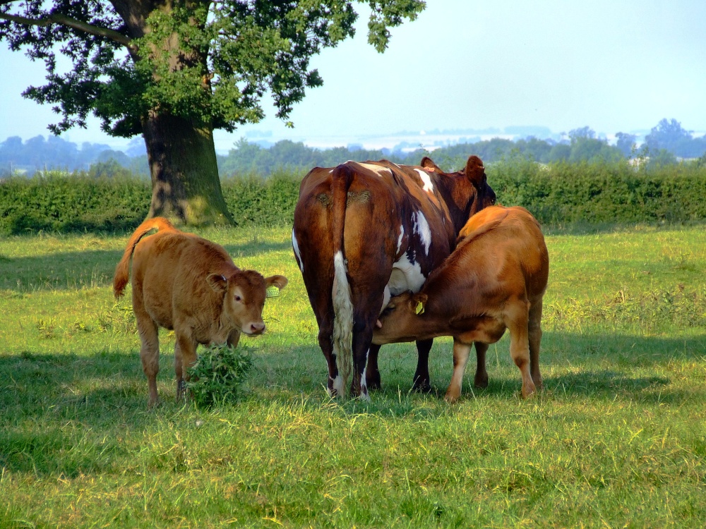 Cow and calves, Scorborough, East Riding of Yorkshire