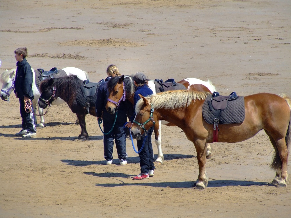 Ponies on the beach, Filey, North Yorkshire