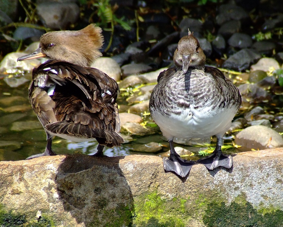 Red breasted Merganser, Wildfowl & Wetlands Trust Martin Mere, Lancashire