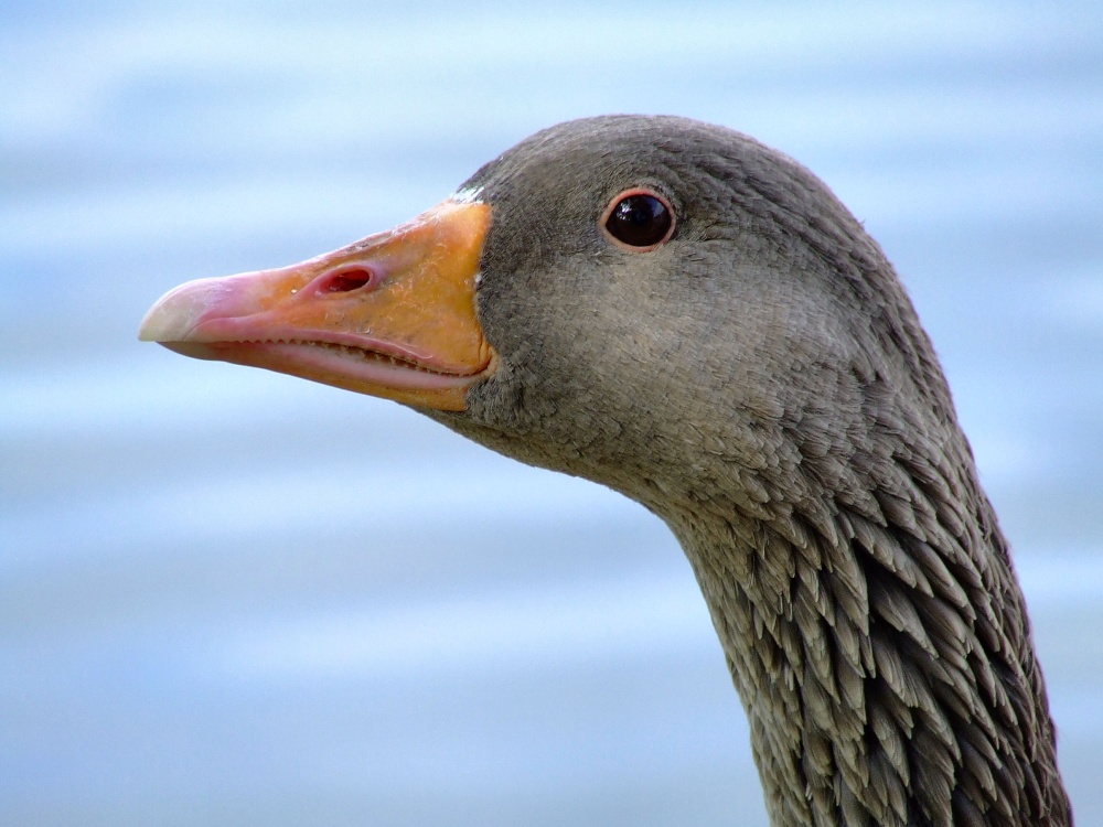 Photograph of Greylag goose....anser anser, Eastrington, East Riding of Yorkshire