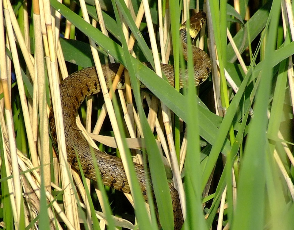 Photograph of Grass snake....natrix natrix, Broomfleet, East Yorkshire