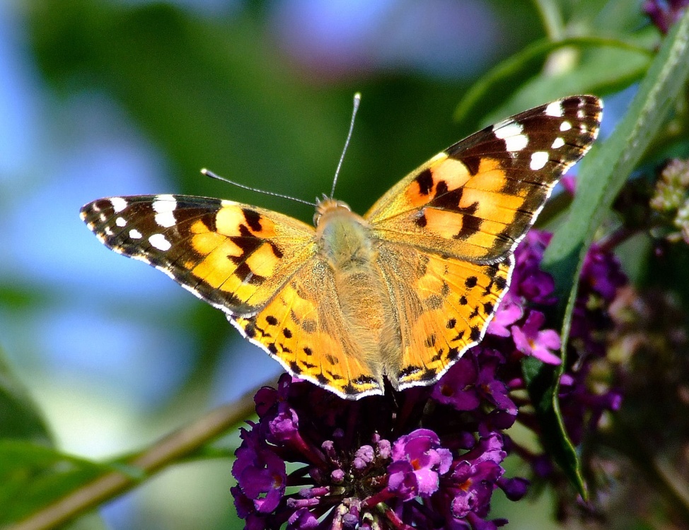 Photograph of Painted lady butterfly....vanessa cardui, Broomfleet, North Yorkshire