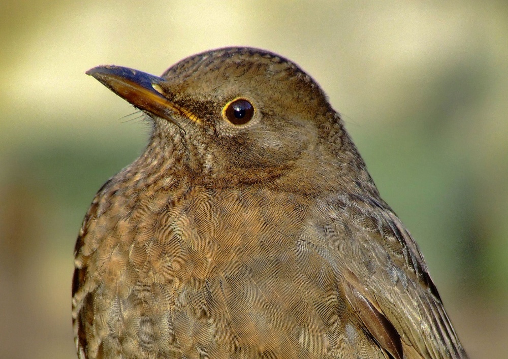 Photograph of Hen blackbird.... turdus merula, South Cave, East Riding of Yorkshire