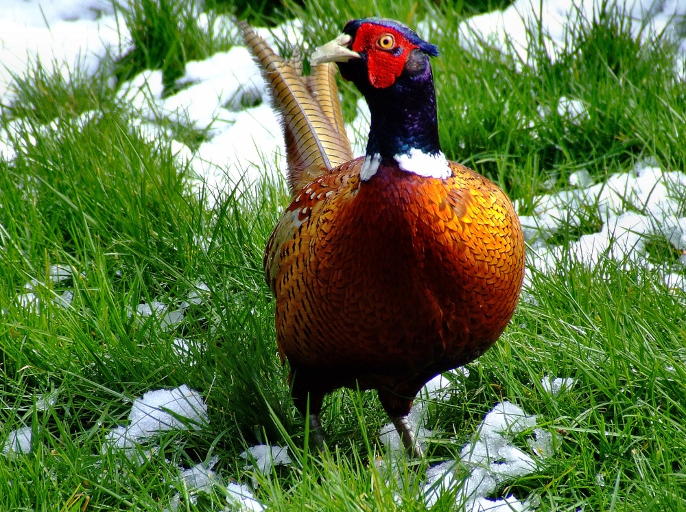 Photograph of Colourful pheasant....phasianus colchicus, South Cave, East Riding of Yorkshire