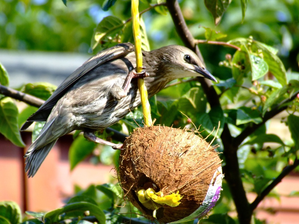 Starling....sturnus vulgaris, South Cave, East Riding of Yorkshire