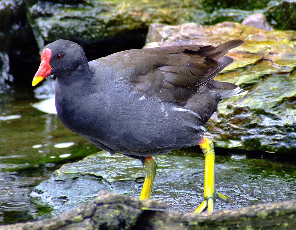 Moorhen, Wildfowl & Wetlands Trust Martin Mere, Burscough, Lancashire