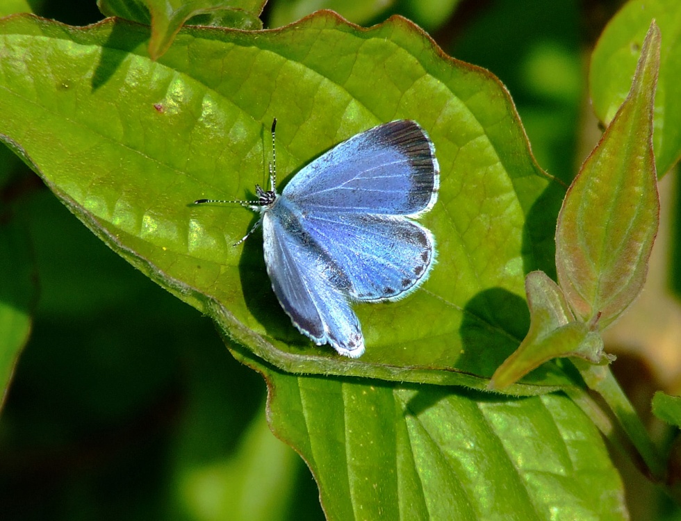 Female holly blue butterfly....celastrina argiolus, Brantingham, East Riding of Yorkshire