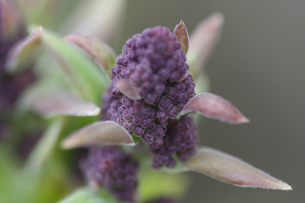 Bud in bloom, Flixton, Suffolk