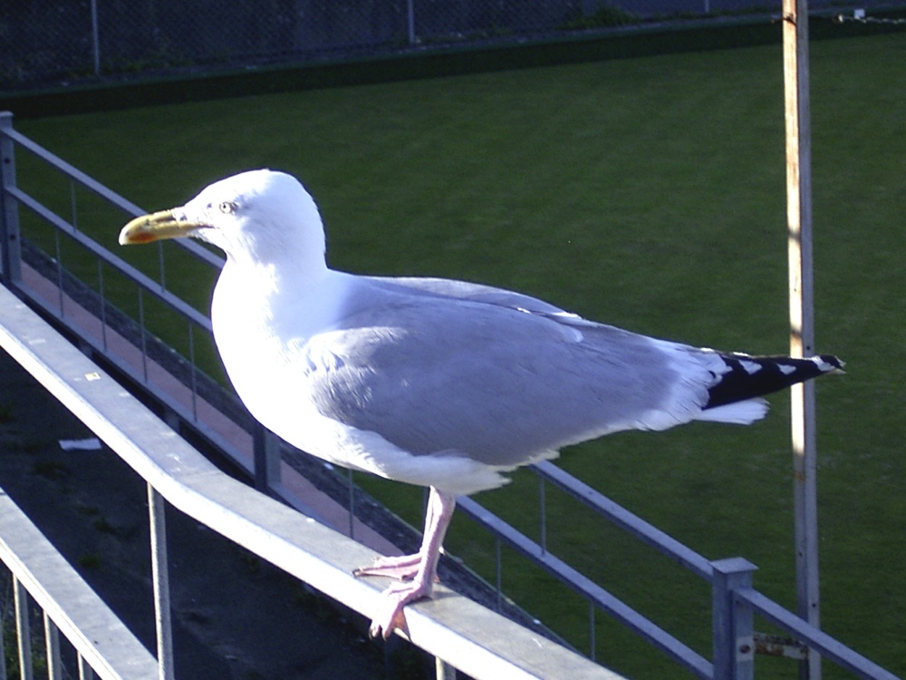 Herring Gull, Newquay, Cornwall