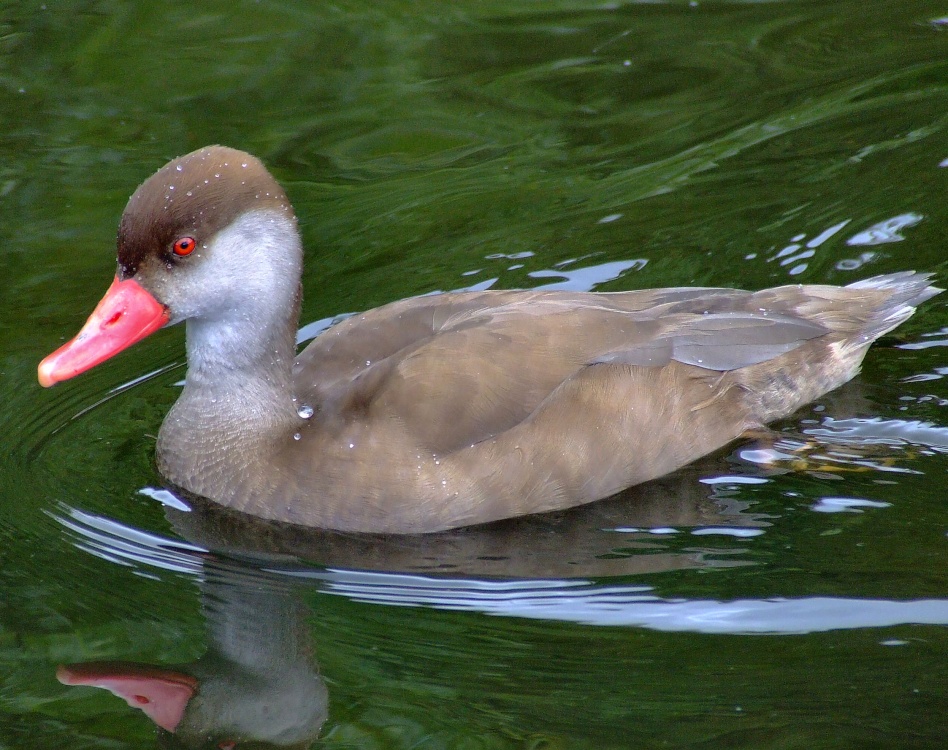 Red crested pochard, Wildfowl & Wetlands Trust Martin Mere, Burscough, Lancashire