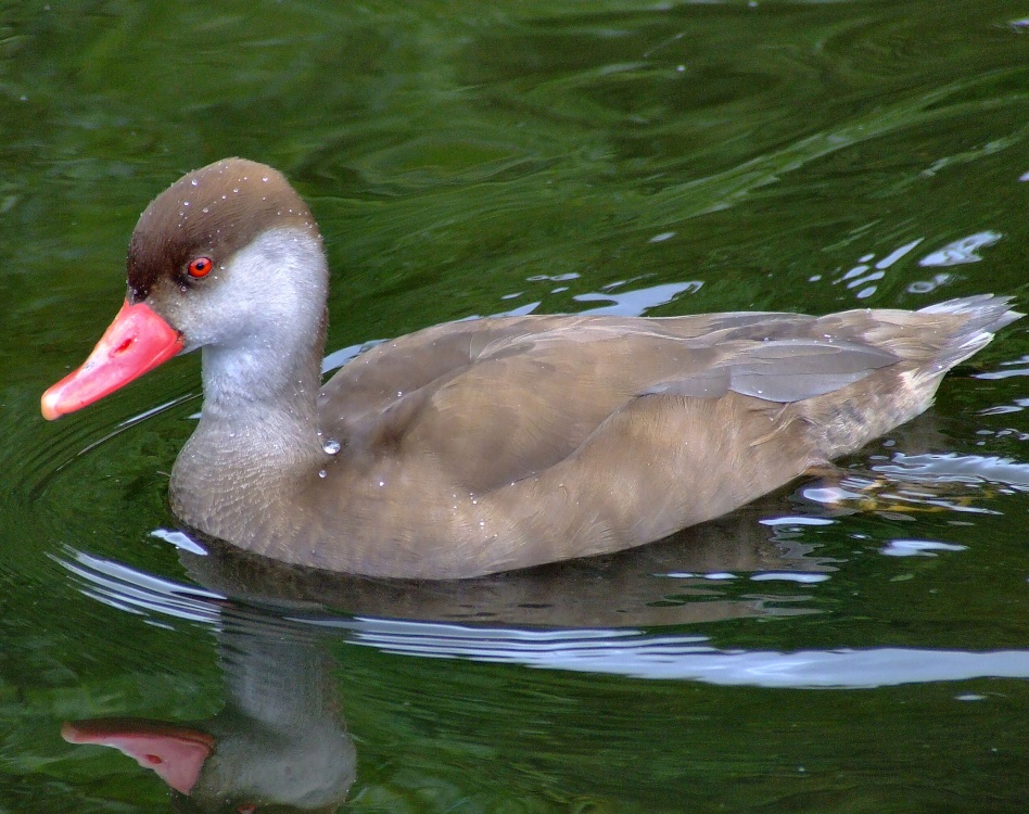 Red crested pochard, Wildfowl & Wetlands Trust Martin Mere, Burscough, Lancashire photo by Andy Edwards