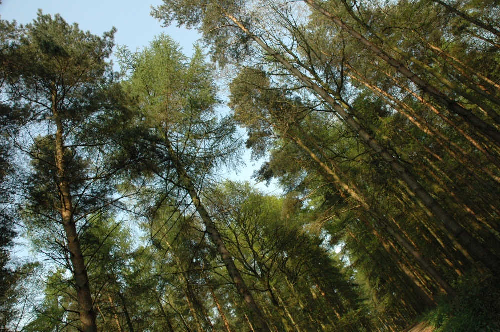 Tree Tops, Yoxall, Staffordshire