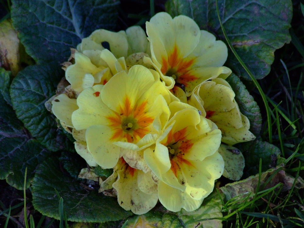 Spring has sprung in Tidenham, Gloucestershire