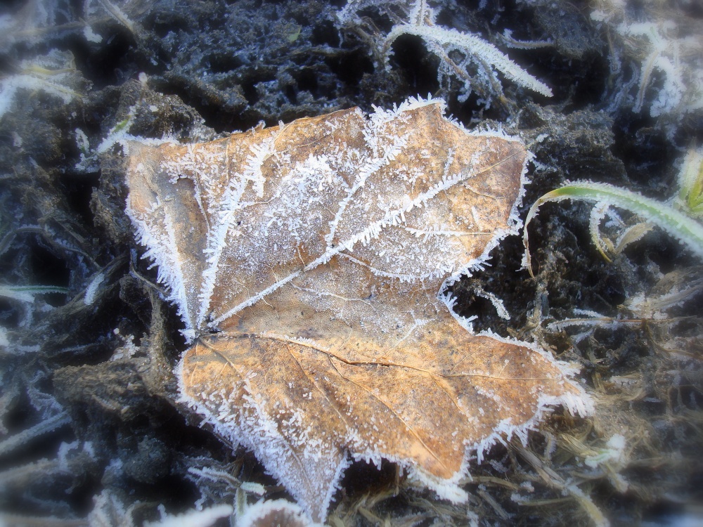 Winter leaves