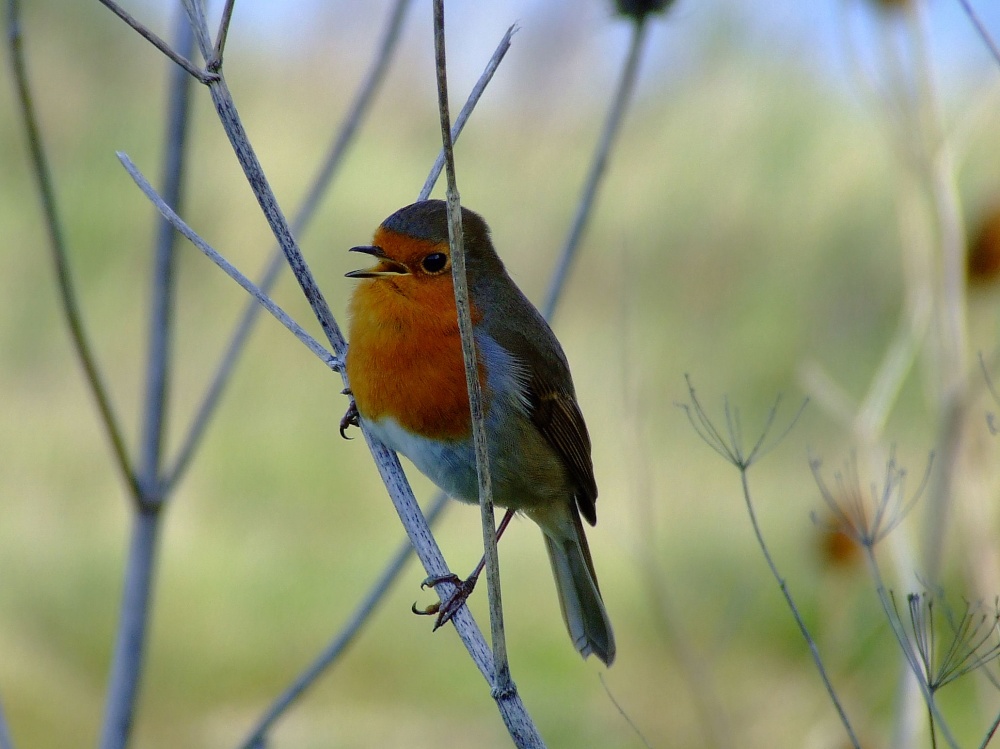 Robin, North Cave, East Riding of Yorkshire