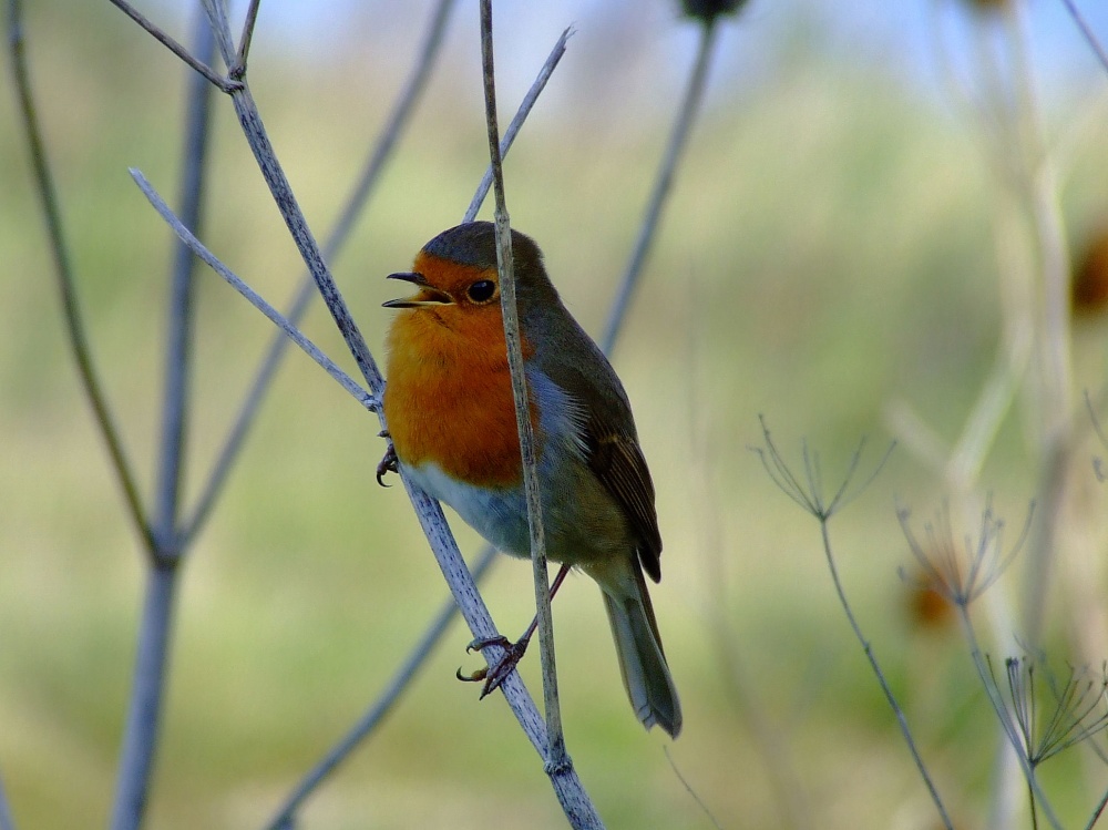 Robin, North Cave, East Riding of Yorkshire