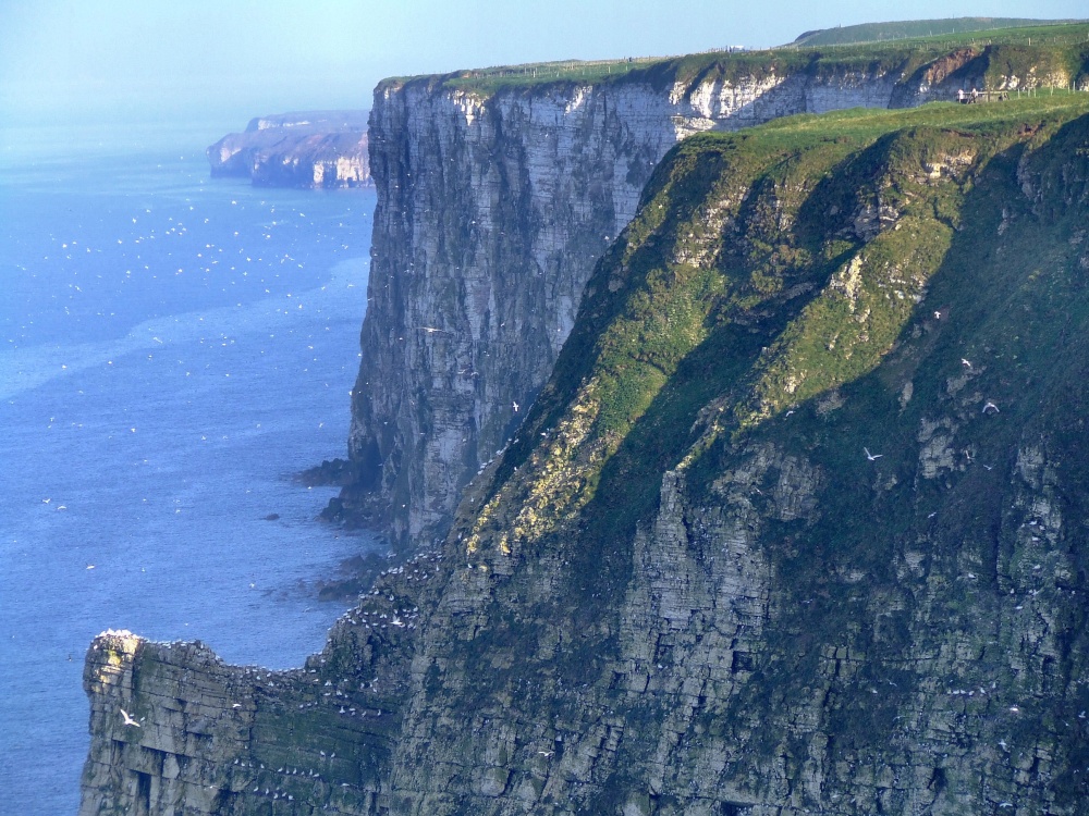 Photograph of The cliffs at Bempton, East Riding of Yorkshire