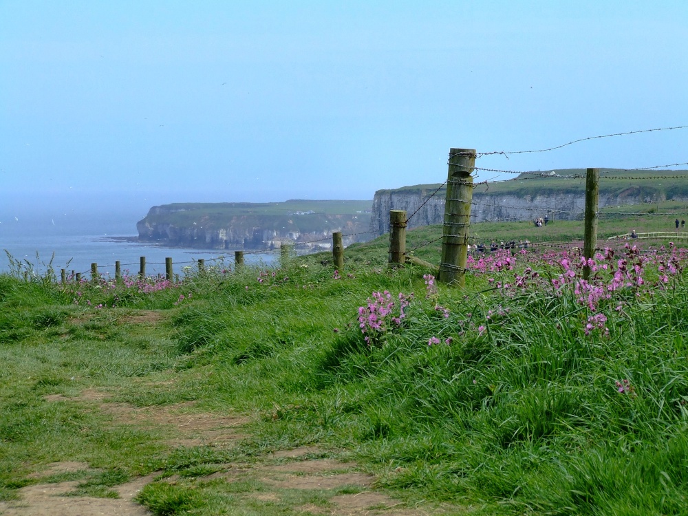 Photograph of Cliff path, Bempton, East Riding of Yorkshire
